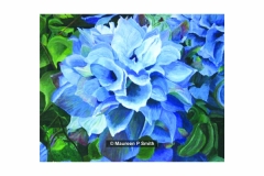 Double-Clematis-465-border