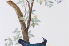 Chinese-Birds-Butterflies-Watercolour.-SOLD-