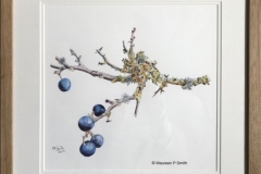 Winter-Berries-Original-Watercolour-Ink-10.-1_2-x-8.-1_2-inches.-250.00-